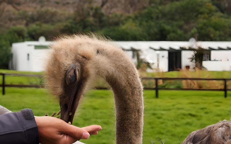 Cape Point Ostrich Farm