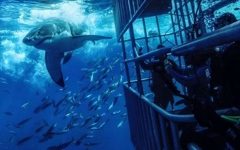 Shark Cage Diving in False Bay