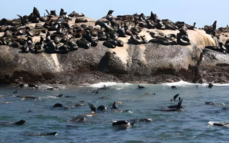 Seal Island Tours in False Bay